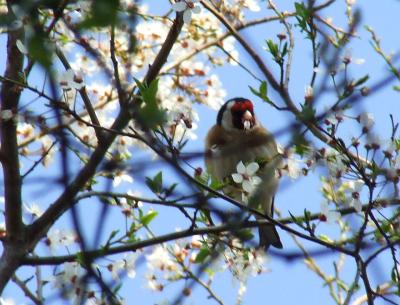 Прикрепленное изображение: Sz3.jpg